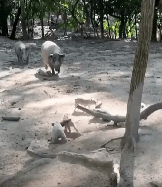 출처 : Reddit / 새끼 돼지 2마리가 흘먼지를 일으키며 다투고 있다