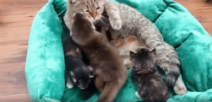 새끼 수달을 자식처럼 돌보는 어미 고양이의 따뜻한 품