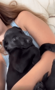 주인의 품에 안겨 눈 감은 강아지의 완전한 평온