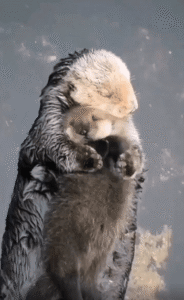 어미 수달의 배 위에서 잠든 새끼 수달의 깊은 신뢰