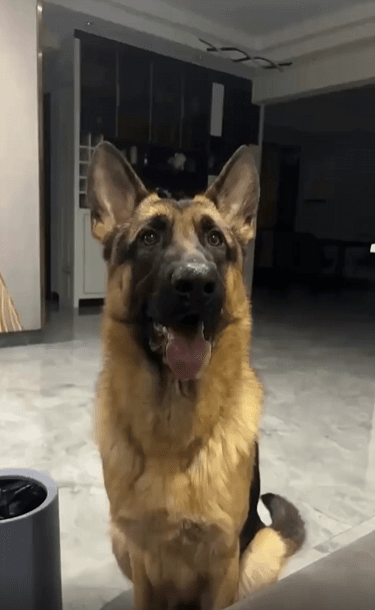 출처 : Reddit / 강아지 한마리가 앉아있다