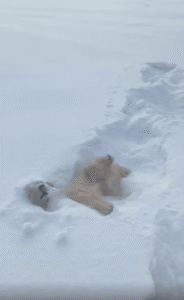 눈밭에 파묻혀 신나게 ‘눈 헤엄’치는 강아지의 겨울 찬가