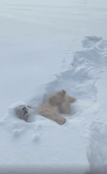 출처 : Reddit / 강아지 한마리가 눈속에 파묻혀 있다