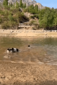 “신는 게 아니라 던지는 거라고요!” 슬리퍼를 둘러싼 강아지들의 유쾌한 놀이
