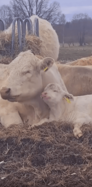 출처 : Reddit / 어미소와 송아지가 편하게 앉아있다