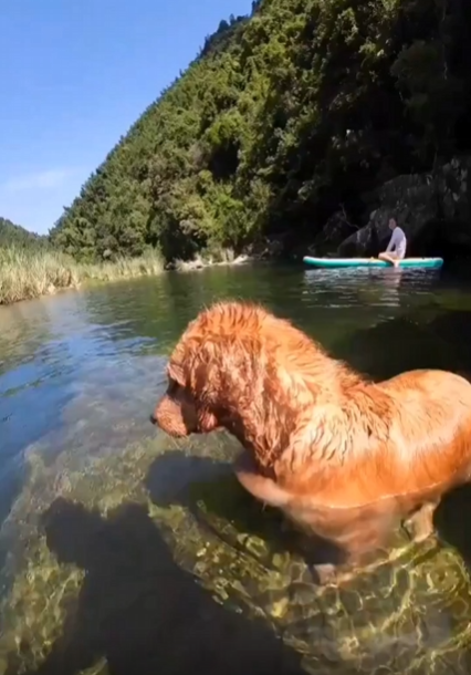 출처 : Reddit / 골든 리트리버가 물 속으로 헤엄처 들어간다