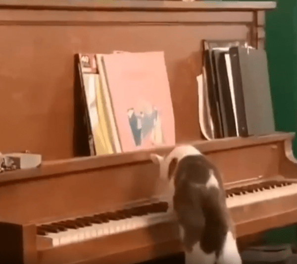출처 : Reddit / 고양이가 피아노 건반을 치고 있다