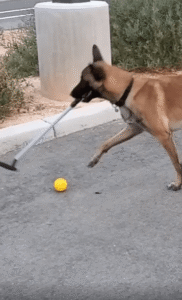 골프채를 입에 문 강아지의 아주 색다른 플레이 방식