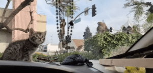 앞유리에 앉은 고양이 향해 덮친 매, 차창에 막혀 무산된 포식자의 기습