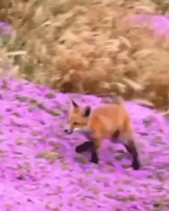 “이 순간만큼은 동화” 분홍 꽃밭을 뛰노는 붉은 여우의 찬란한 오후