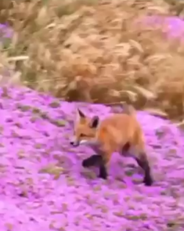 출처 : Reddit / 분홍 꽃밭에서 붉은 여우가 뛰어 놀고 있다