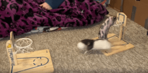 작은 농구골대 앞에서 공 넣기 실력을 겨루는 똑똑한 애완쥐 두 마리