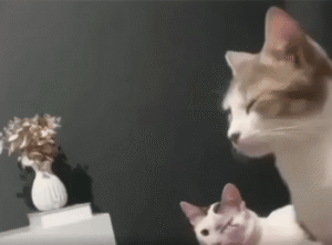 “함께 감은 눈 하나” 다친 친구를 따라 한쪽 눈을 감고 있는 고양이의 조용한 연대