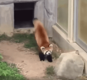 “상대가 돌이어도 물러서지 않아요” 큰 돌 앞에서 위협 자세를 취한 레서판다의 당당한 기세