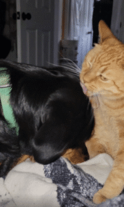 “이게 바로 서로의 언어” 서로를 그루밍해주는 강아지와 고양이의 다정한 시간