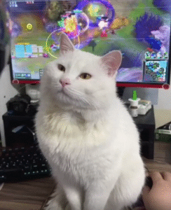 “지금은 게임이 아니라 나를 봐야죠” 모니터를 가로막고 앉은 고양이의 묵직한 시선