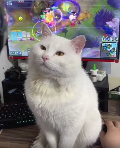 출처 : Reddit / 주인이 컴퓨터 게임을 하고있는중에 모니터와 주인사이에 고양이가 앉아있다