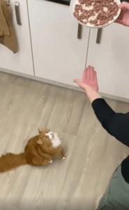 “진짜 선수 나왔습니다” 손을 내밀자 공중에서 매달린 고양이의 유연한 체조 실력