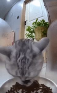 “이건 내 거야, 지금 많이 먹어둘 거야” 사료를 앞발로 퍼서 먹는 고양이의 폭풍 집중 먹방