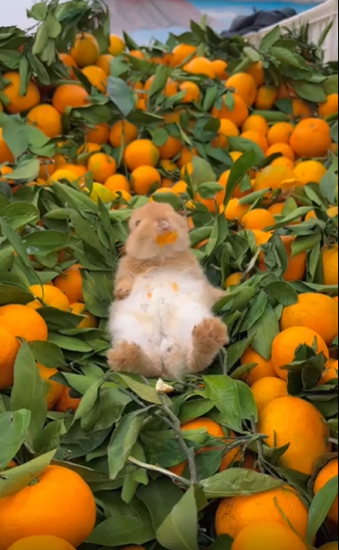 출처 : Reddit / 귤이 잔뜩 쌓여있는 곳에 토끼가 누워있다