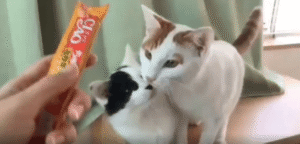 “닿은 건 간식이 아니라 서로의 혀” 혀끝만 부딪친 두 고양이의 엉뚱한 낼름 낼름 실수