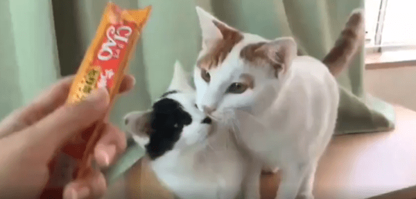 출처 : Reddit / 간식을 들고있는 주인앞에 두 고양이가 있다