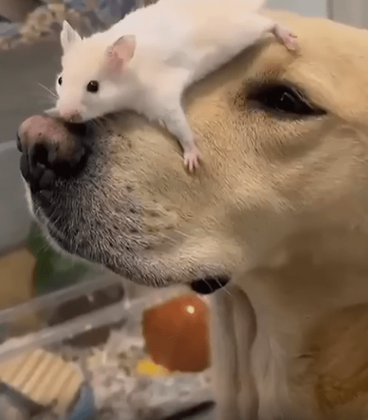 출처 : Reddit / 강아지 콧잔등위에 하얀 쥐가 올라가 엎드려있다