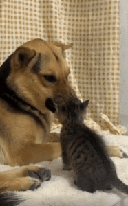 “처음엔 으르렁, 나중엔 친구” 새끼 고양이의 장난에 마음을 열어버린 강아지