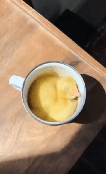 출처 : Reddit / 컵 안에 있는 새끼 오리