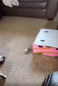 “조심조심 다가가더니 툭!” 박스 밑에 숨은 고양이의 기습 장난