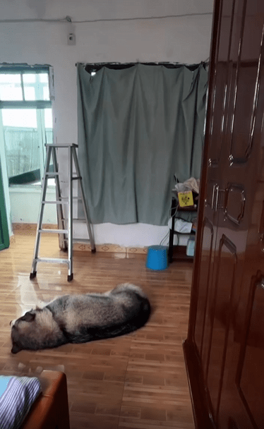 출처 : Reddit / 편하게 누워있는 강아지