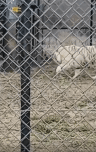 “주인공은 나야 나” 백호 촬영 중 카메라를 가로막은 당나귀의 깜짝 등장