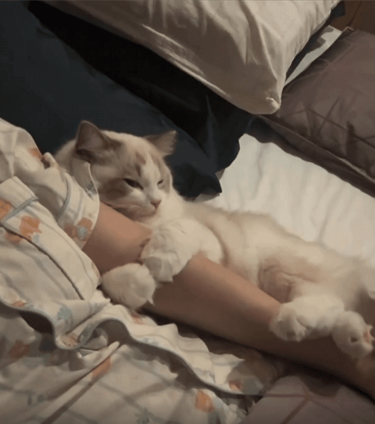 출처 : Reddit / 주인의 팔을 꼭 끌어 안은 고양이