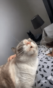 “딱 그 지점이야” 주인의 손길에 녹아버린 고양이의 황홀한 순간