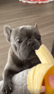 “처음 맛보는 바나나” 주인의 손에서 건네받은 바나나에 신중하게 도전하는 강아지