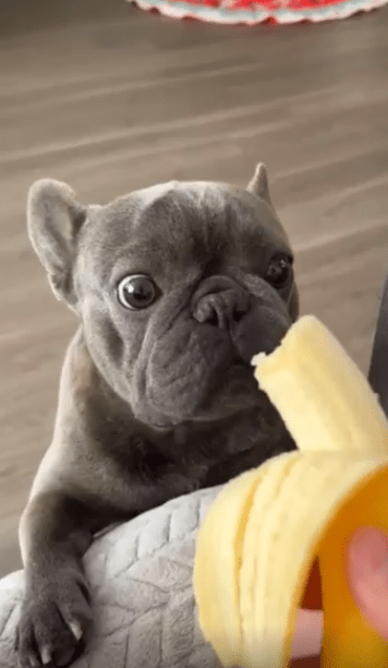 출처 : Reddit / 바나나에 관심을 보이는 강아지