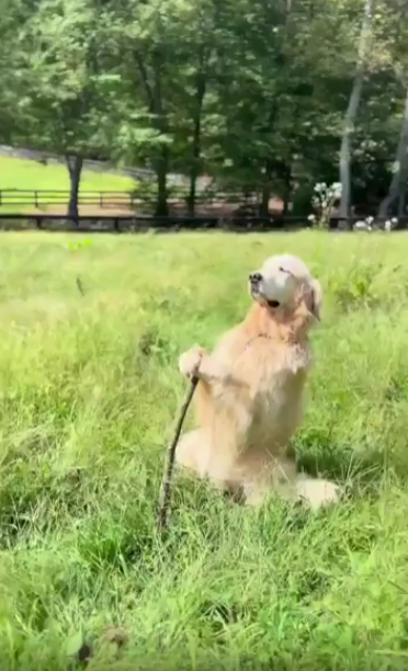 출처 : Reddit / 지팡이를 짚고 태양 바라보듯이 서있는 강아지