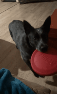 원반을 물고 발을 동동 구르는 강아지, ‘던져줘, 제발!’