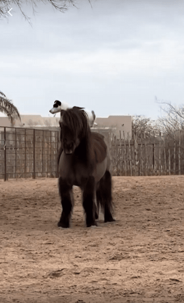 출처 : Reddit / 말위에 올라탄 강아지