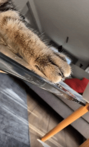 유리테이블 위에 엎드려 꿈꾸는 고양이