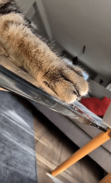 출처 : Reddit / 유리테이블 위에 편한 자세로 누워있는 고양이