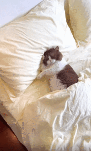 이불 속에서 꿈나라 여행 중인 고양이