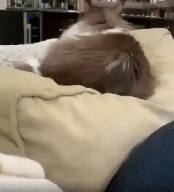 출처 : Reddit / 앞에 고양이 엉덩이를 쓰다듬으려 하는 주인