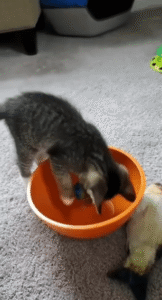 작은 공을 보올에 넣고 노는 새끼 고양이의 첫 장난감 탐험기