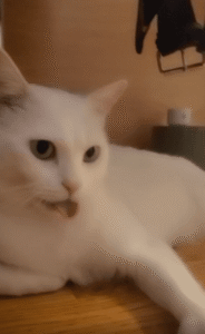 혀 운동 삼매경, 하얀 고양이의 묘한 루틴