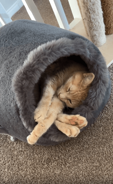 출처 : Reddit / 살짝 좁은듯한 고양이집이지만 편하게 쉬고 있는 고양이