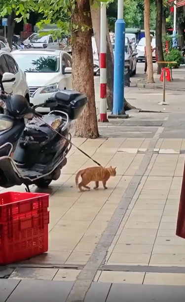 출처 : Reddit / 오토바이에 줄이 묶여있는 고양이