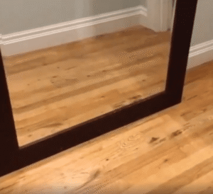 거울 속 ‘나’에게 깜짝 놀란 강아지의 반응