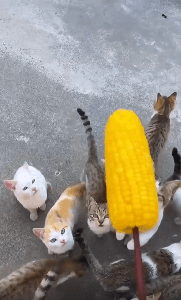 출처 : Reddit / 고양이 무리와 옥수수를 들고있는 주인