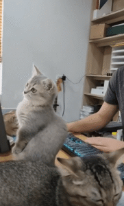 “도와줄게요… 근데 이게 뭐죠?” 모니터 앞을 점령한 고양이 비서님